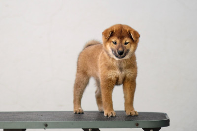 Les chiots de Shiba