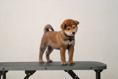 Les chiots de Shiba