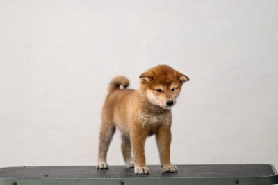 Les chiots de Shiba