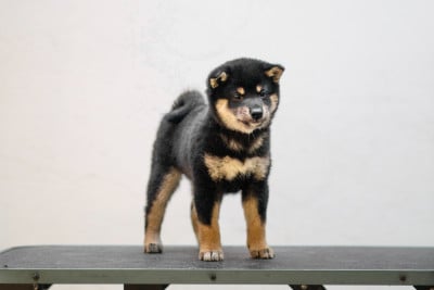 Les chiots de Shiba