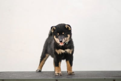 Les chiots de Shiba
