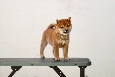 Shiba