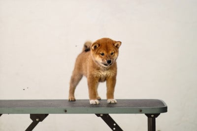 TABI - Shiba