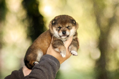 Les chiots de Shiba