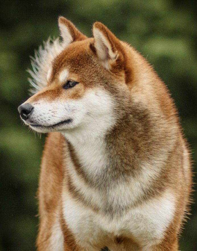 Velvet yato Go Inari Kitsuken - 4 EXCELLENT