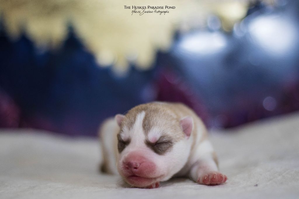 Publication : Of The Huskies Paradise Pond