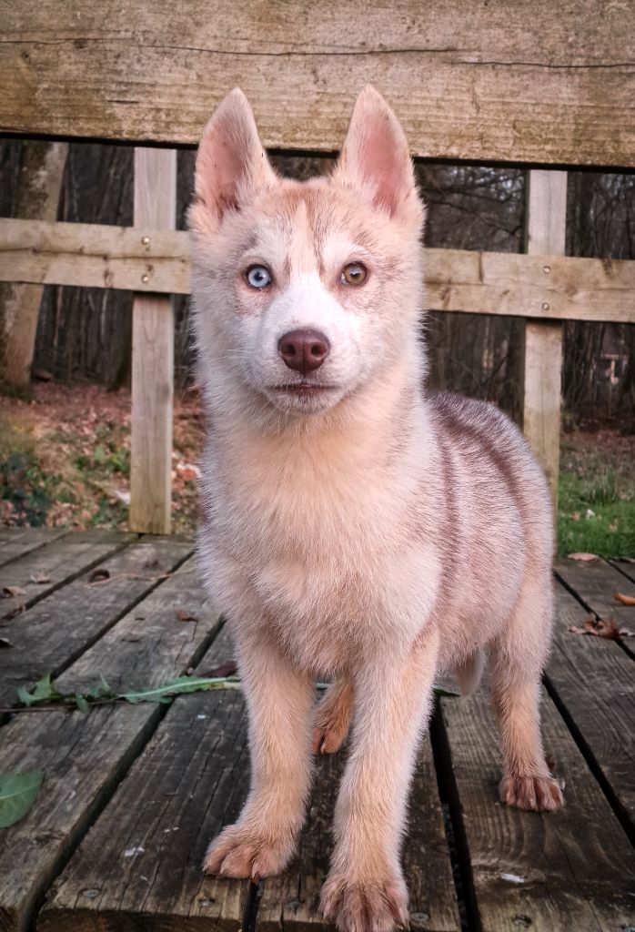 Publication : Of The Huskies Paradise Pond