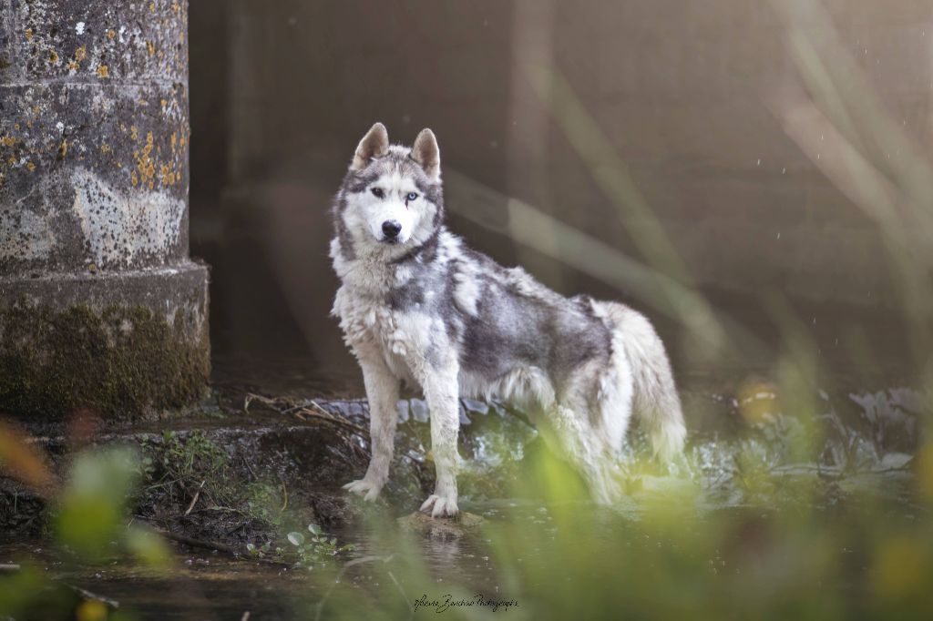 Publication : Of The Huskies Paradise Pond  Auteur : Marine B - Photographe