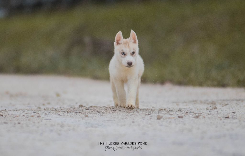 Publication : Of The Huskies Paradise Pond