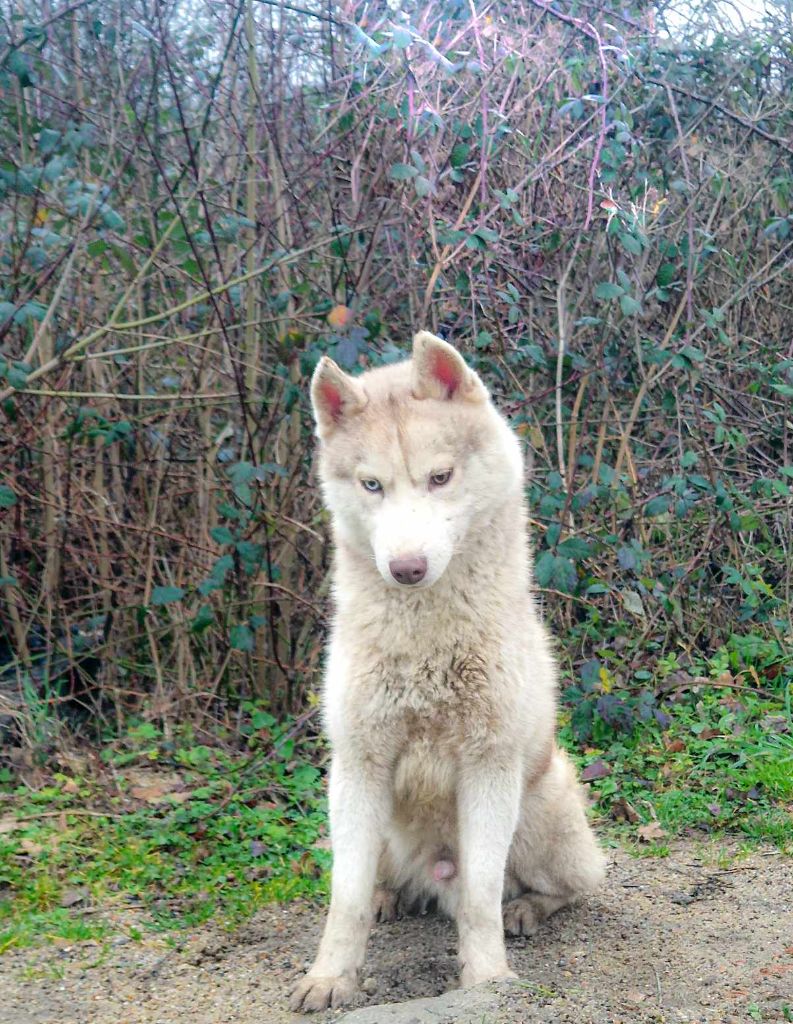 Publication : Of The Huskies Paradise Pond