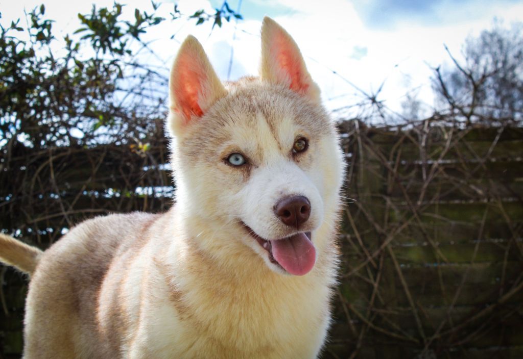 Publication : Of The Huskies Paradise Pond