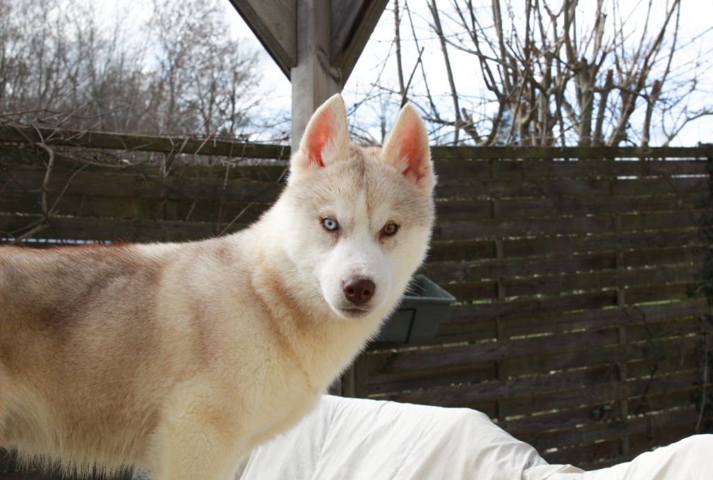 Publication : Of The Huskies Paradise Pond