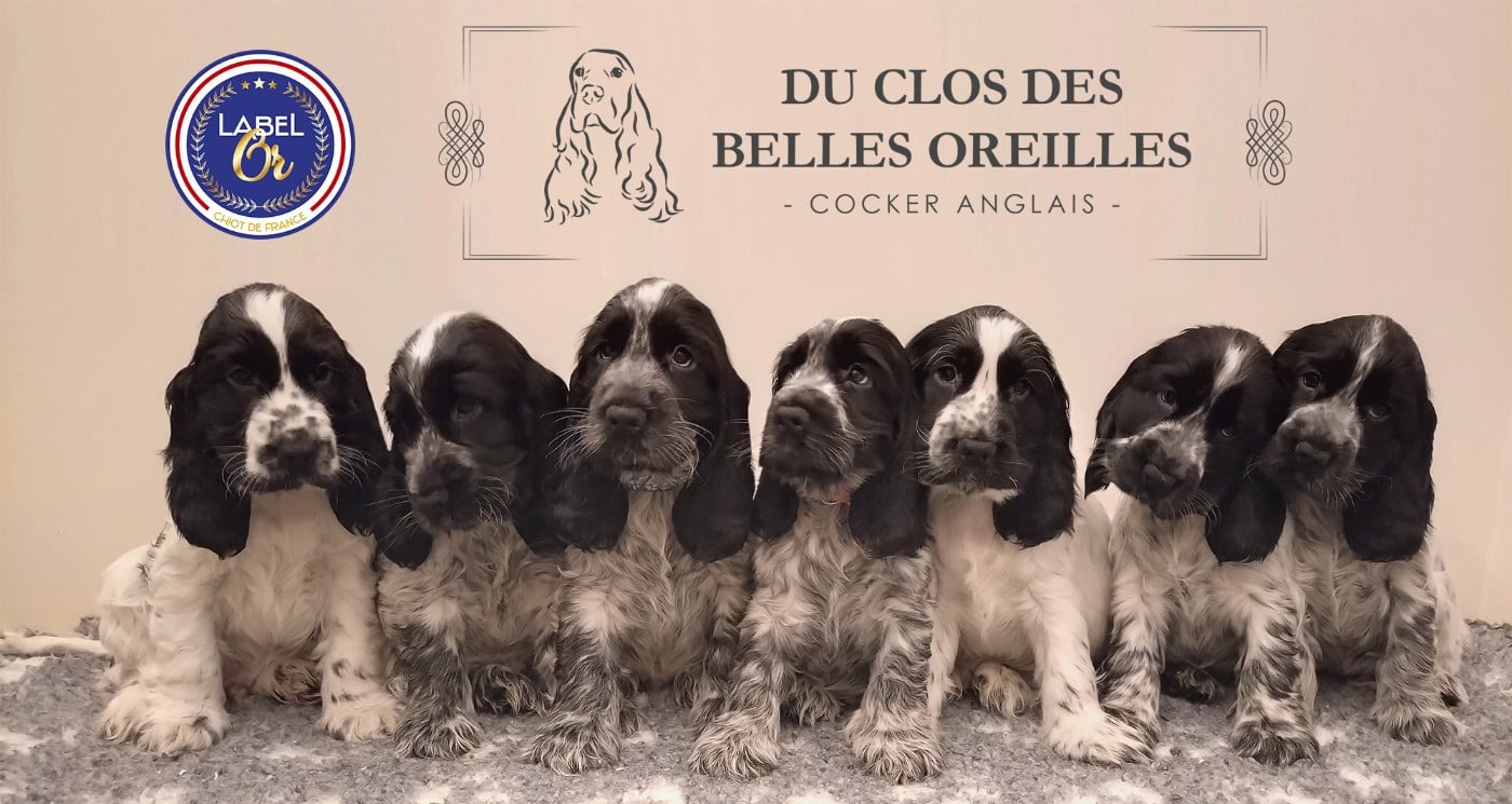 Cocker Spaniel Anglais - Du Clos Des Belles Oreilles
