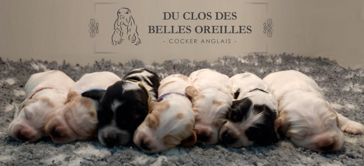Cocker Spaniel Anglais - Du Clos Des Belles Oreilles