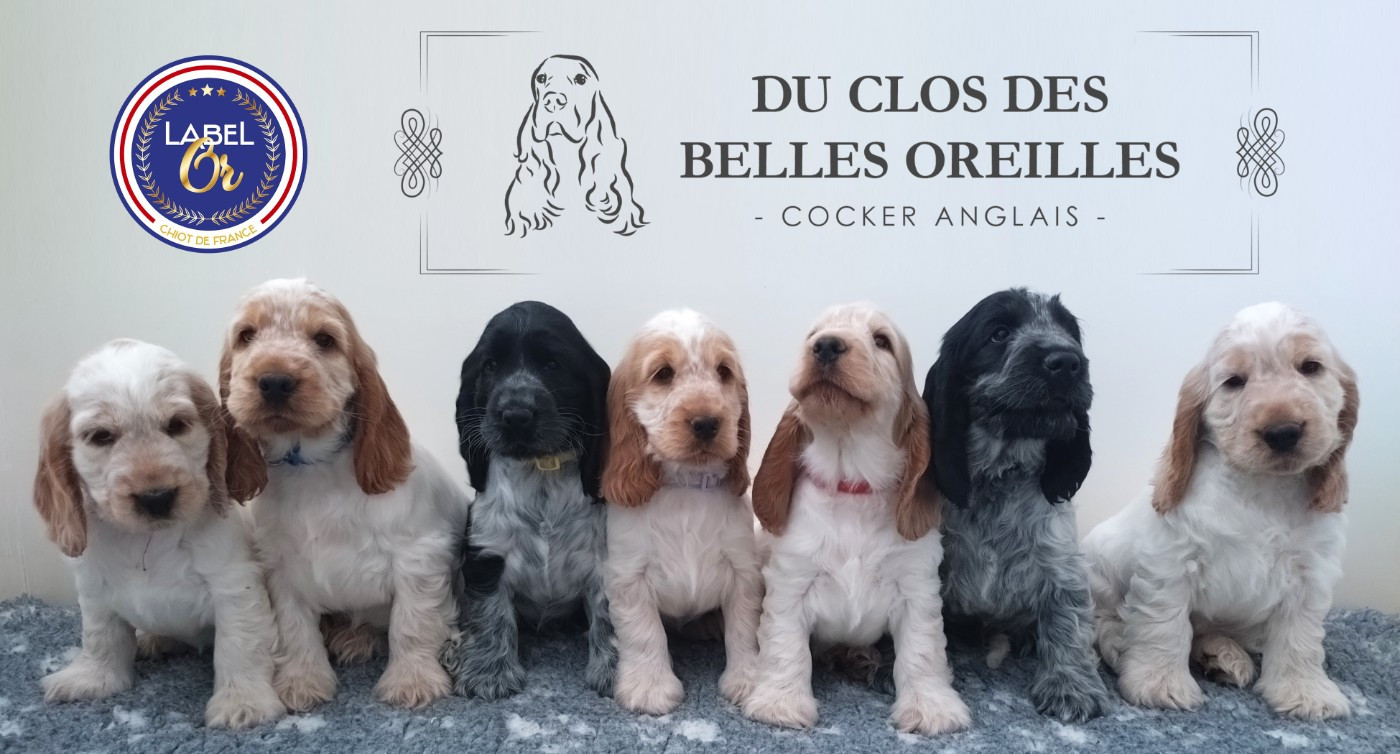 Cocker Spaniel Anglais - Du Clos Des Belles Oreilles