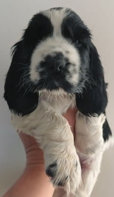 Les chiots de Cocker Spaniel Anglais