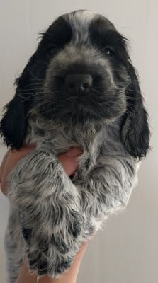 Les chiots de Cocker Spaniel Anglais