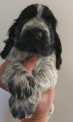 Les chiots de Cocker Spaniel Anglais