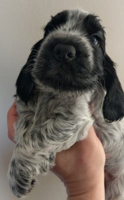 Les chiots de Cocker Spaniel Anglais