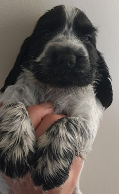 Les chiots de Cocker Spaniel Anglais