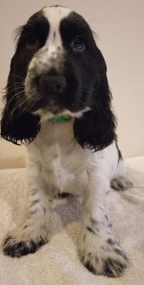 Les chiots de Cocker Spaniel Anglais