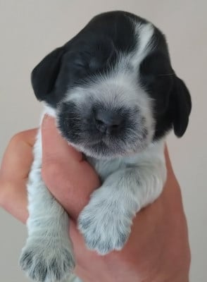 Les chiots de Cocker Spaniel Anglais