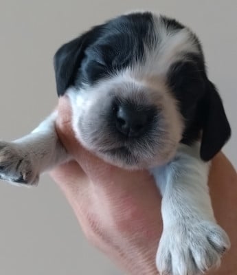 Cocker Spaniel Anglais