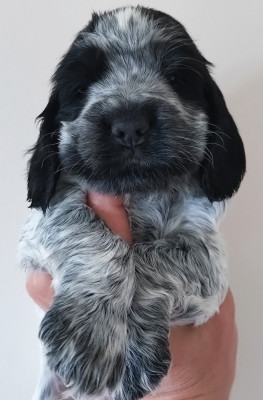 Les chiots de Cocker Spaniel Anglais