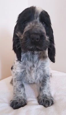Les chiots de Cocker Spaniel Anglais