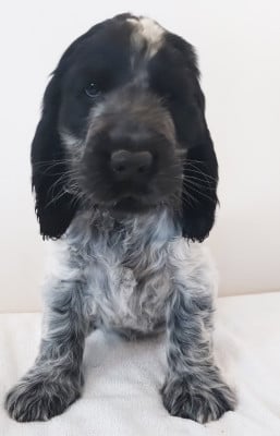 Les chiots de Cocker Spaniel Anglais