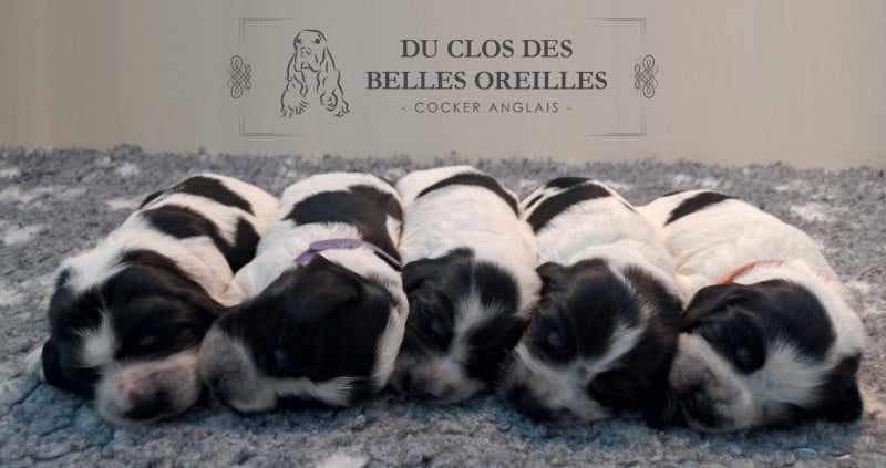 Cocker Spaniel Anglais - Du Clos Des Belles Oreilles