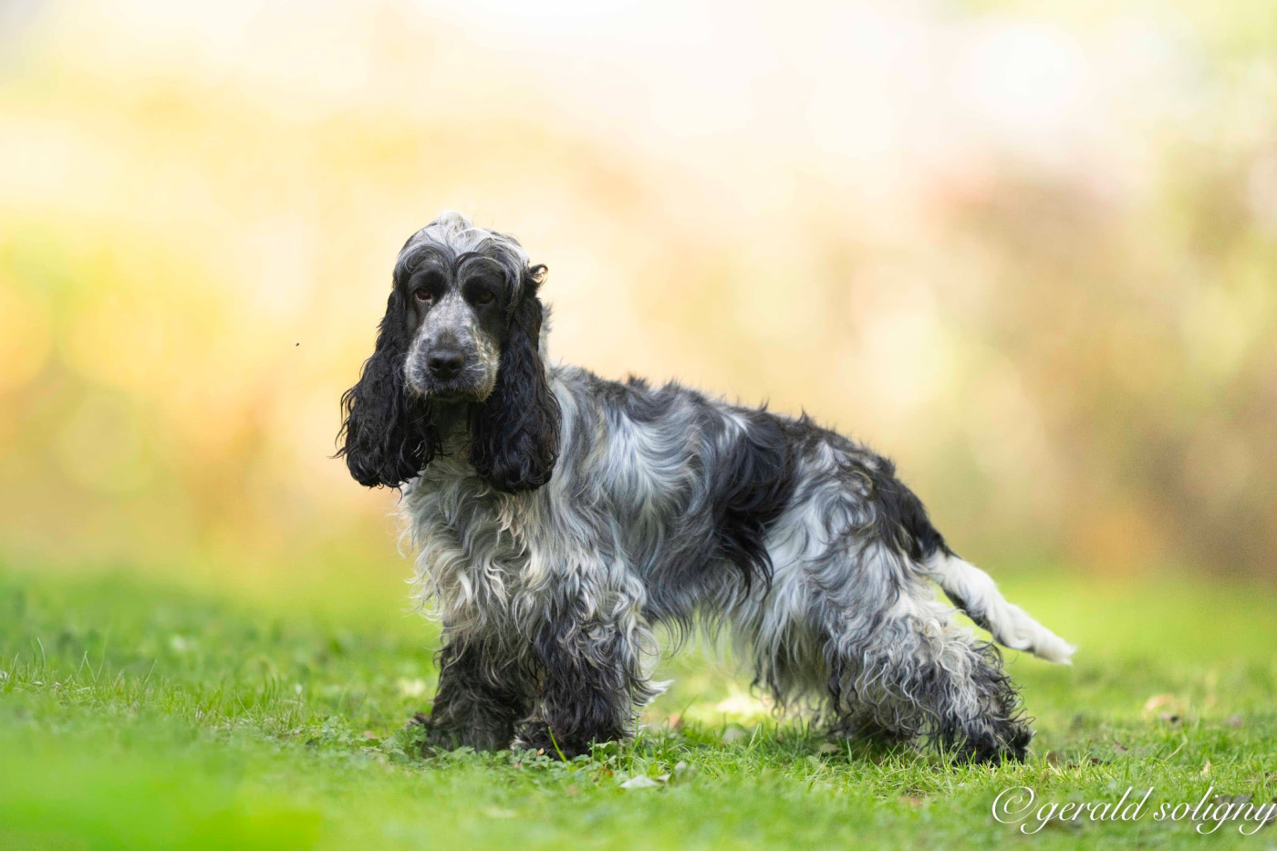 CH. forever rizi bizi Colette - TRES BON (FIELD TRIAL AUTOMNE)