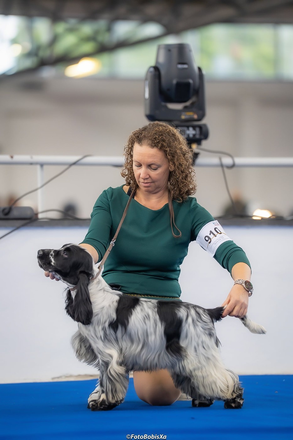 CH. Viva Las Vegas Du Clos Des Belles Oreilles - 1 EXCELLENT CACIB-J CAC-J CRUFTS 2026 QUALIF