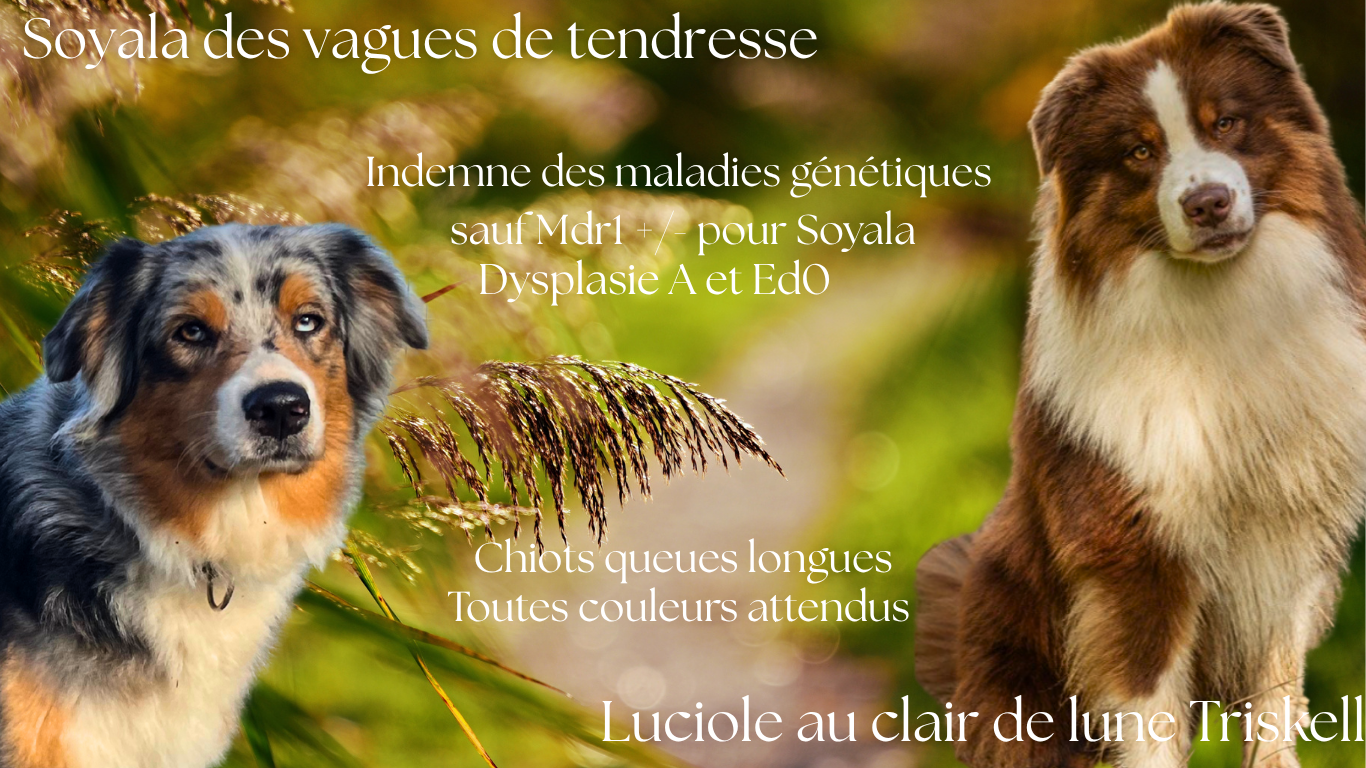 Berger Australien - Des Vagues De Tendresse