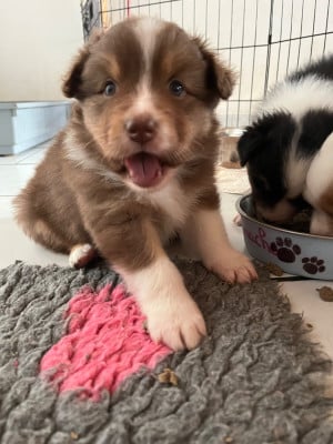 Les chiots de Berger Australien