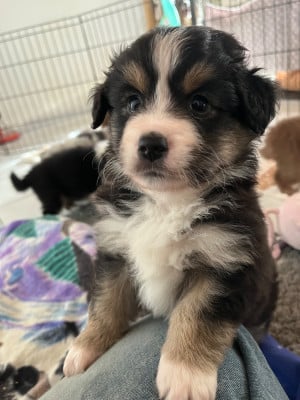 Les chiots de Berger Américain Miniature 