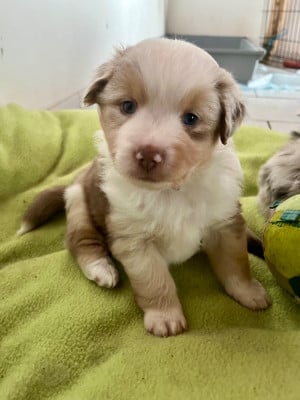 Les chiots de Berger Américain Miniature 
