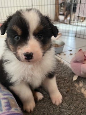 Les chiots de Berger Australien