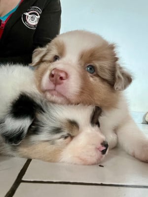 Les chiots de Berger Australien