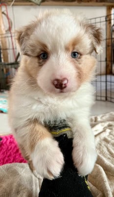 Les chiots de Berger Australien