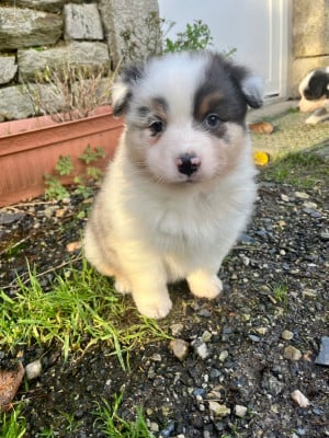 Les chiots de Berger Australien