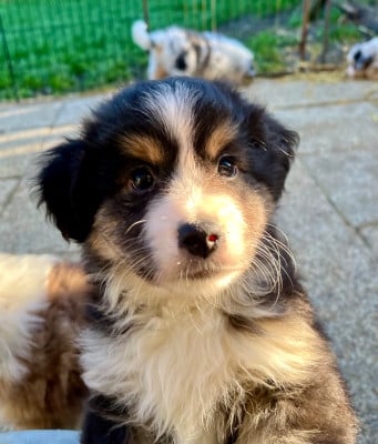 Les chiots de Berger Américain Miniature 