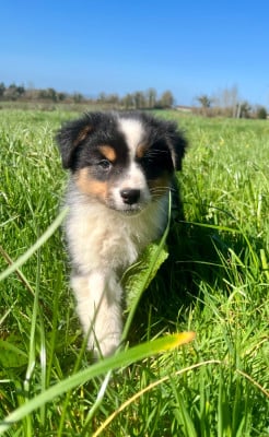 Les chiots de Berger Australien