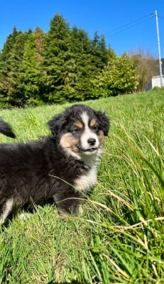 Les chiots de Berger Américain Miniature 