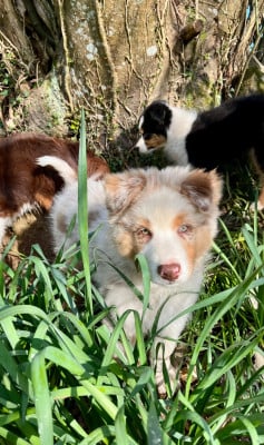 Les chiots de Berger Australien