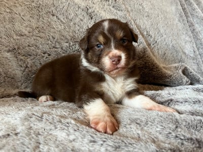 Les chiots de Berger Australien