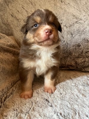 Bonnie - Berger Australien