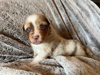 Billie - Berger Australien
