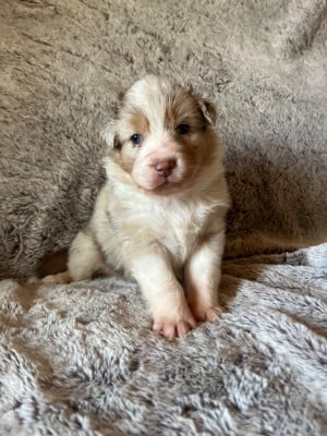 Betty - Berger Australien