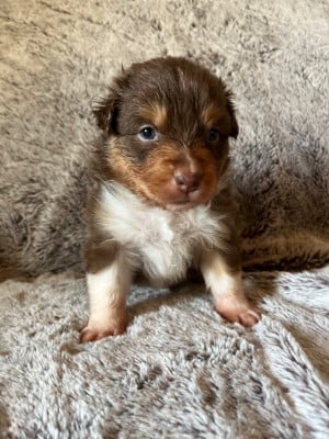 Briseis - Berger Australien